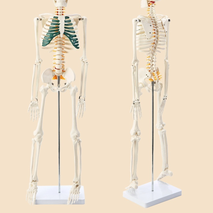 Plastic Human Skeleton Biology Teaching Model