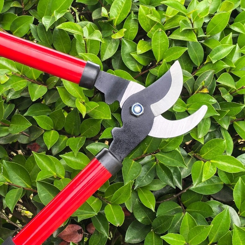 Main product image of Pruning Shears, High Reach, for Fruit Tree Branches
